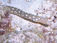 Sharptail Eel